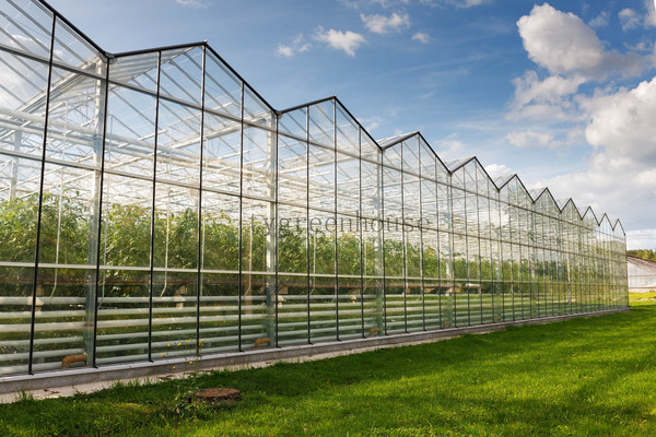 Multi-span glass greenhouse